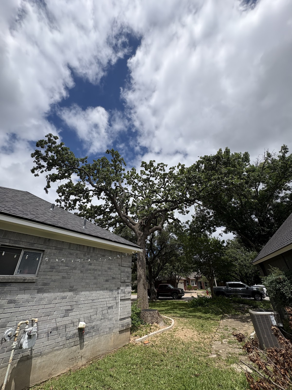 Large tree work near house