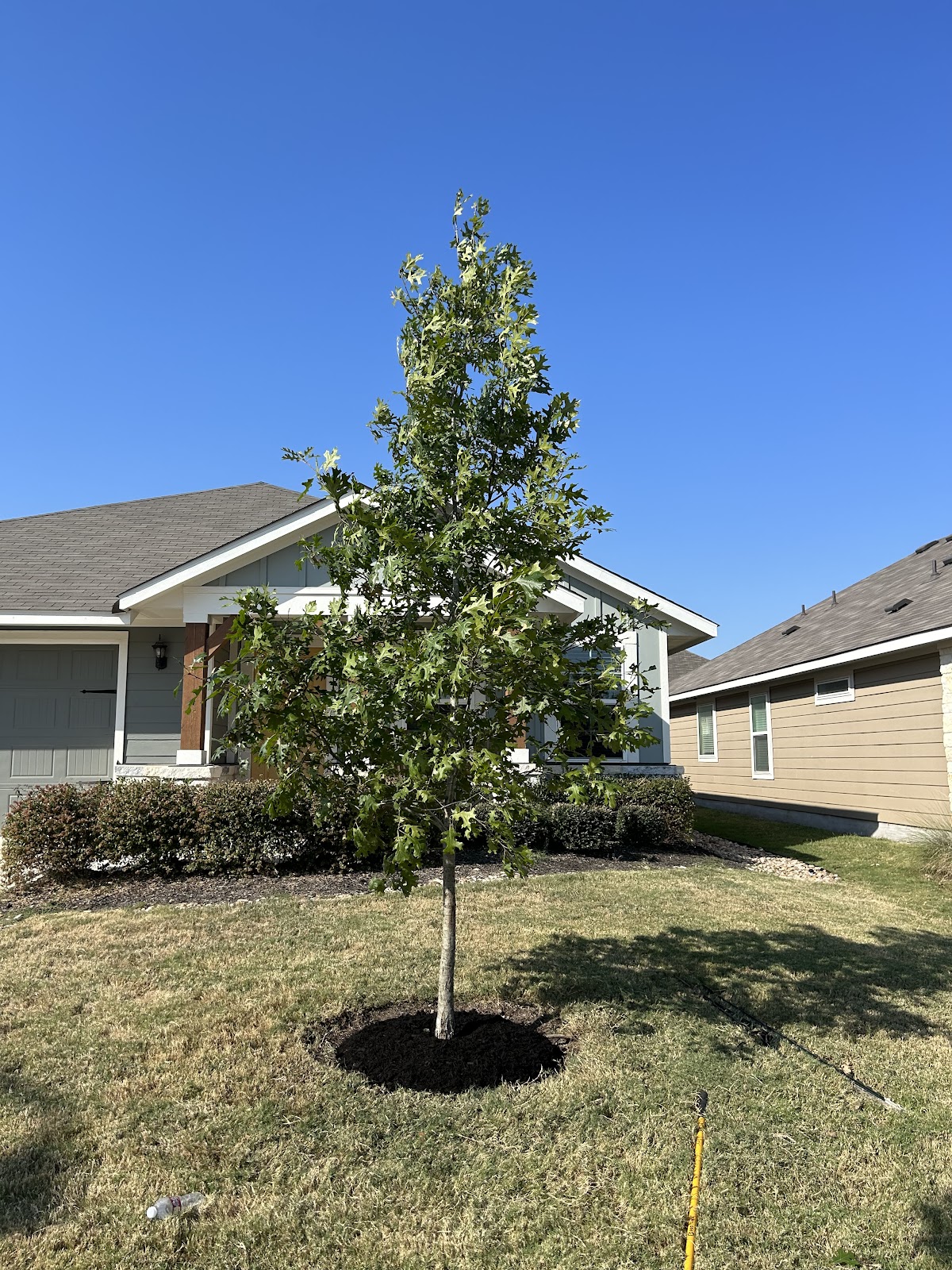 New tree planting