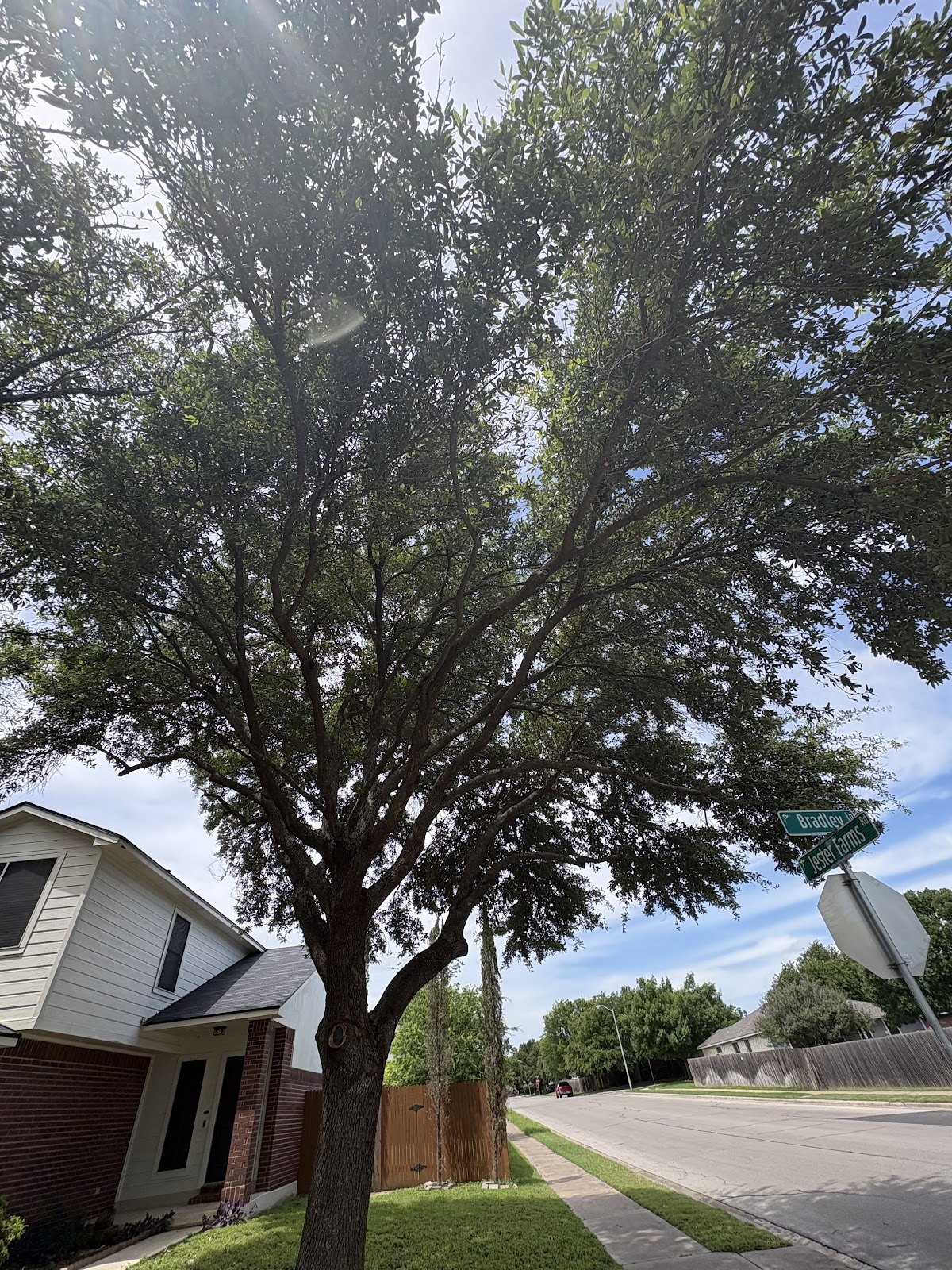 Trimmed tree on corner lot