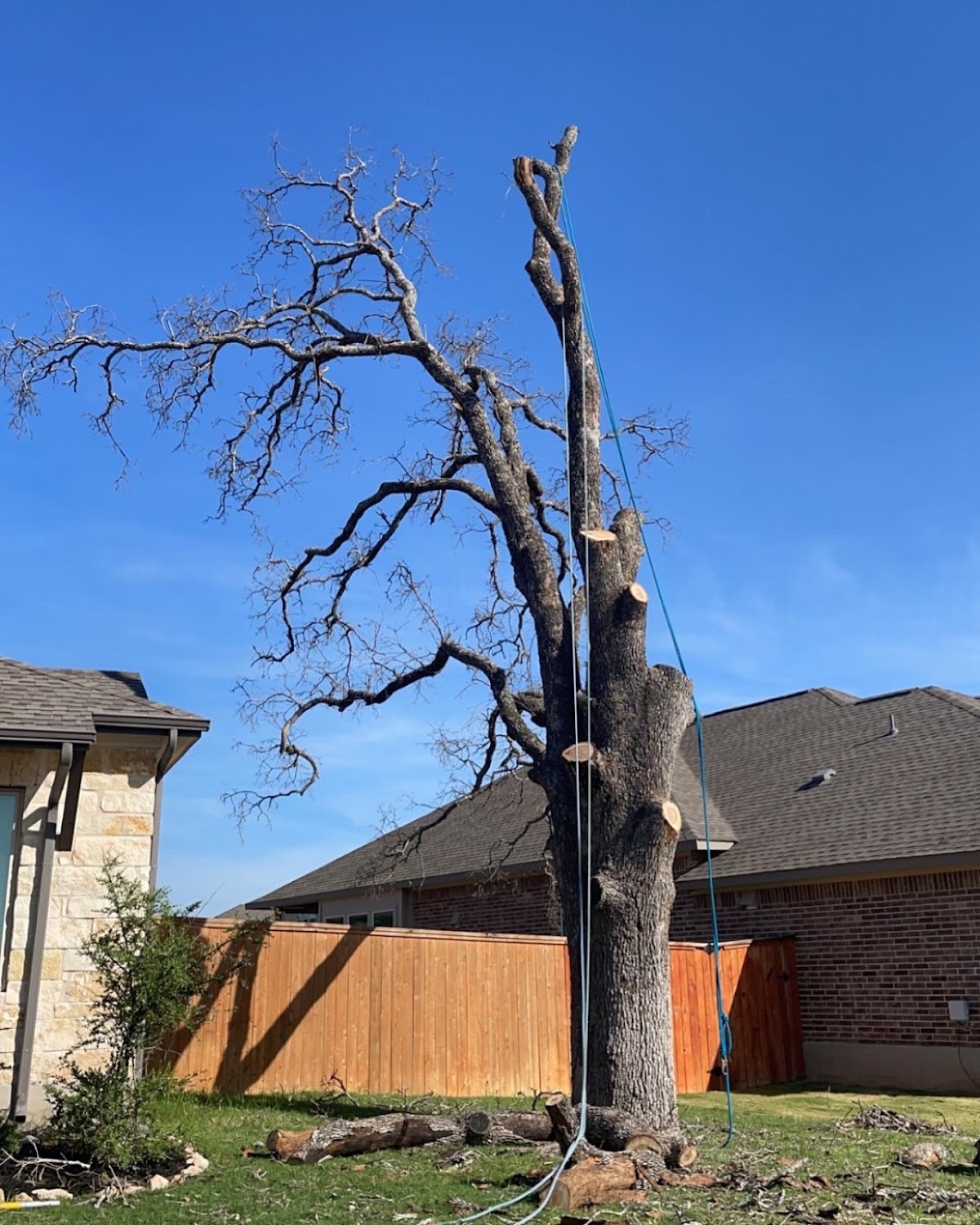 Tree removal in progress