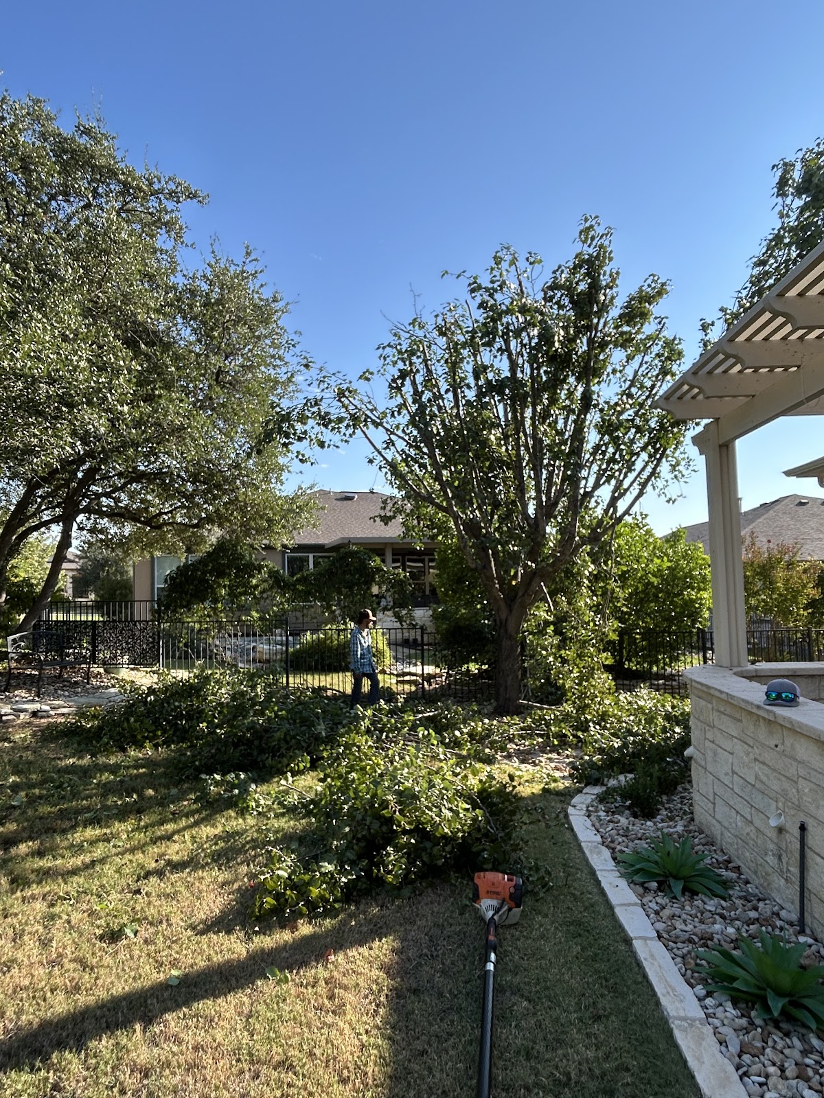 Tree care in backyard
